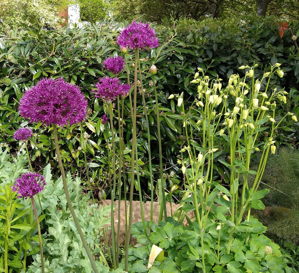 Fred Roche Alliums