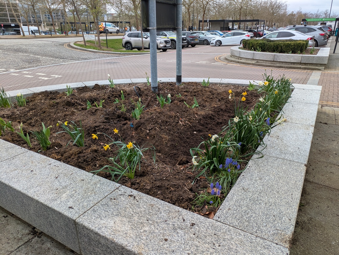 Planting in progress on Silbury Boulvard