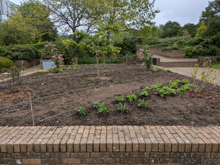 Old Pond - phase 1 planting 19 May - 1