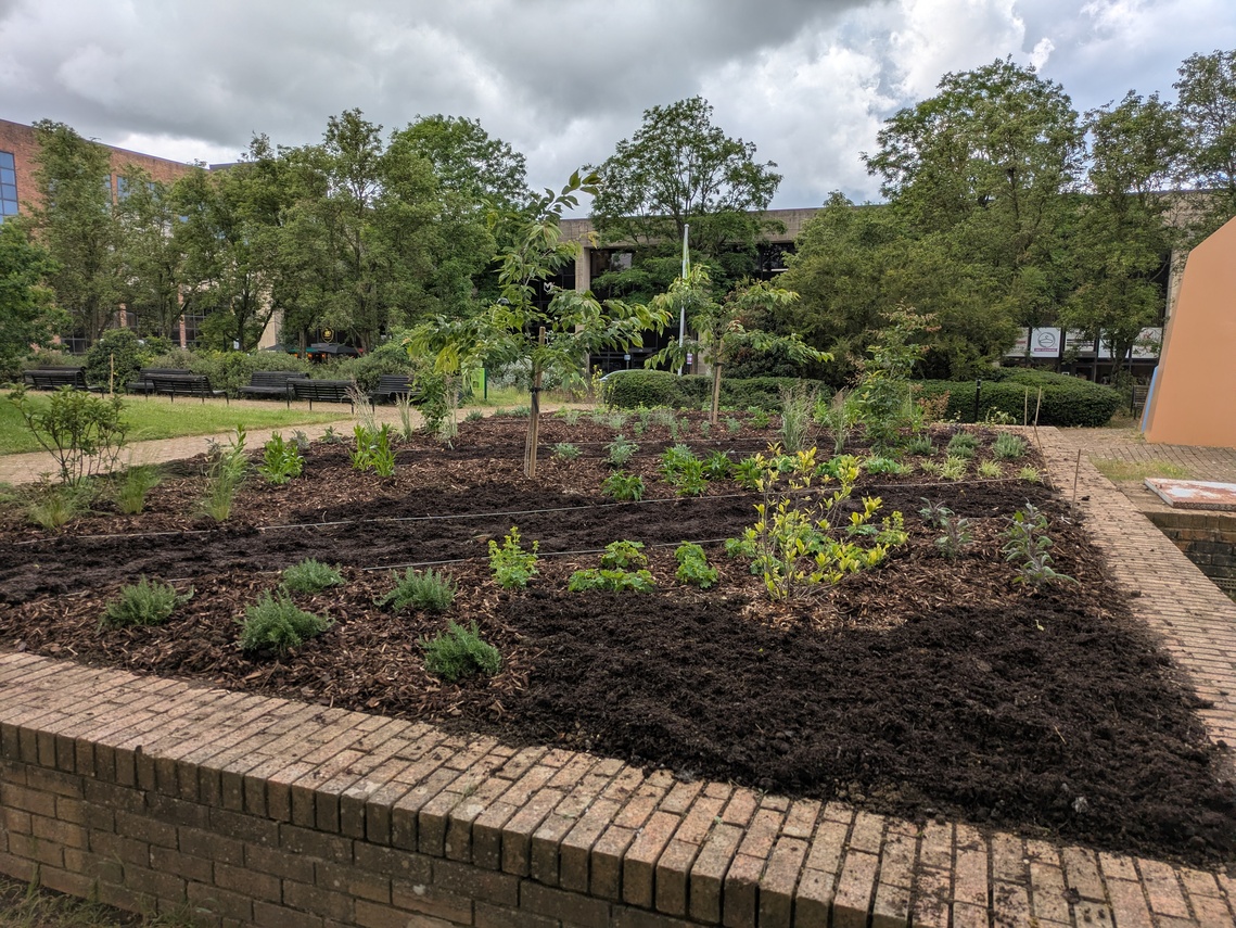 Old Pond - phase 2 planting 2 June - 2