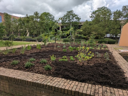Old Pond - phase 2 planting 2 June - 2