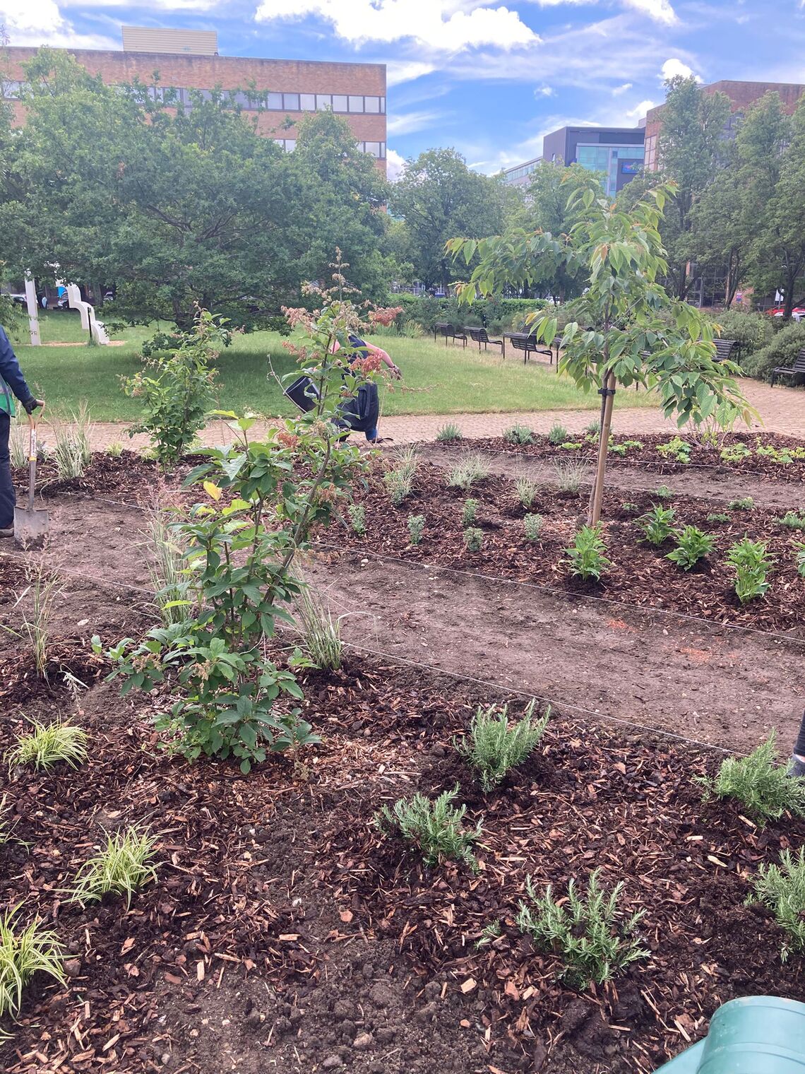 Old Pond - phase 2 planting 2 June - 3