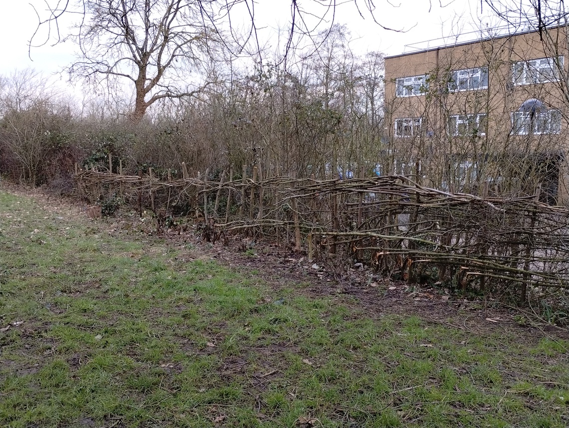 Secklow Mound Hedge February 2025