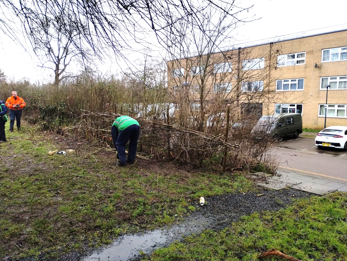 Secklow Mound Hedge Laying January 2025