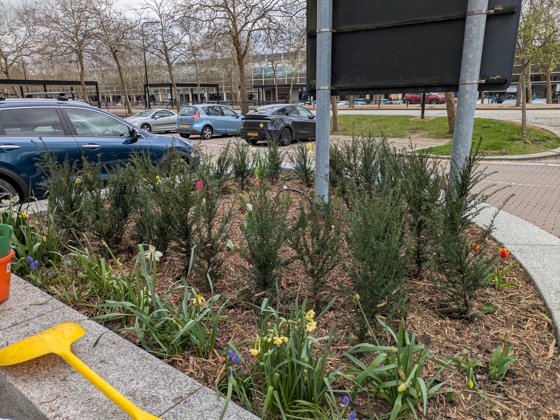An image of a quadrant planter in Central Milton Keynes with newly planted yew hedge, and tulips in flower