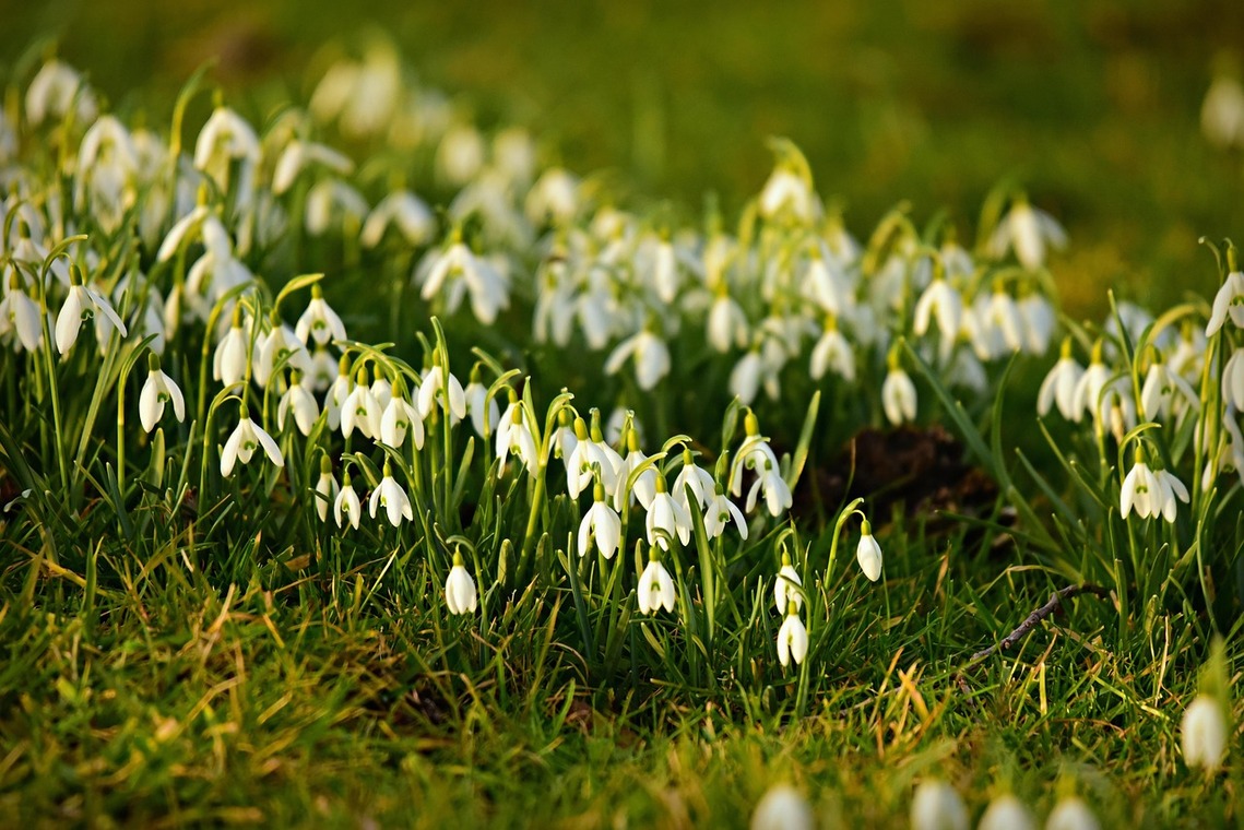 An image of snowdrops