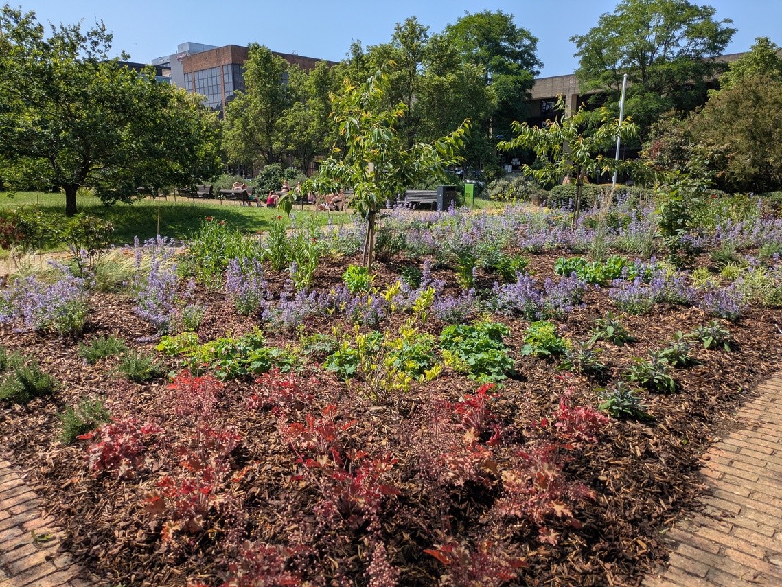 Old Pond - planting finished